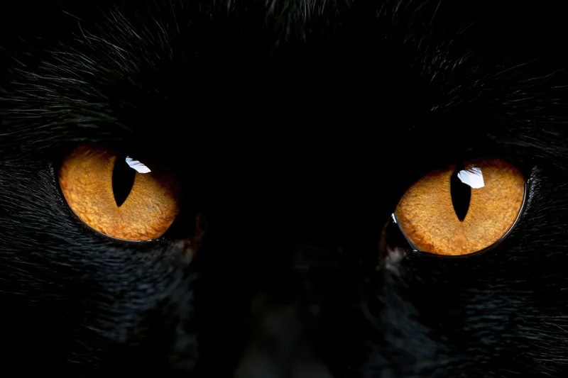 Close-up of a black cat's glowing amber eyes in near-total darkness