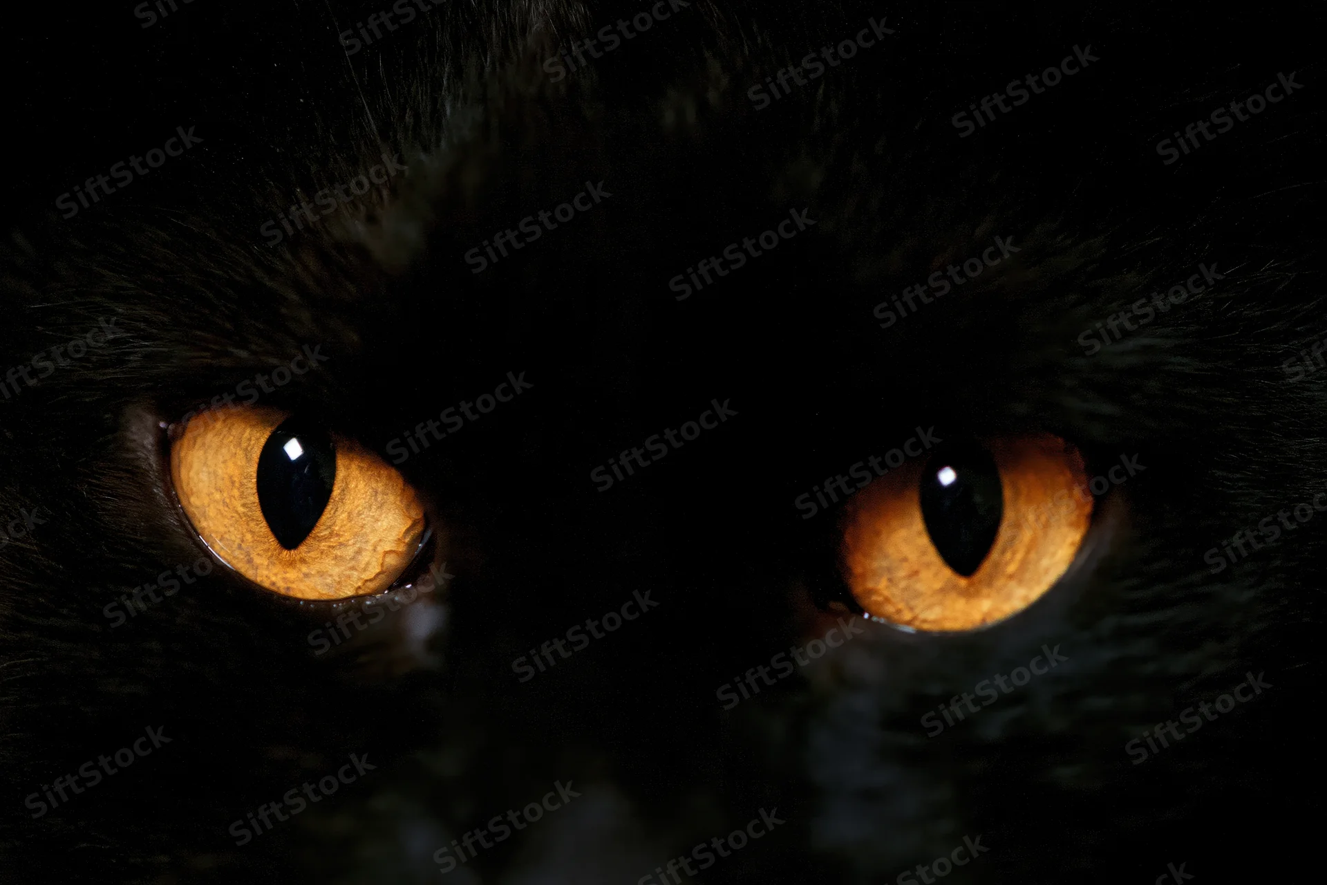 Close-up of a black cat's glowing amber eyes in near-total darkness