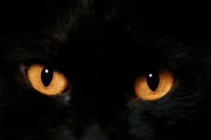 Close-up of a black cat's glowing amber eyes in near-total darkness