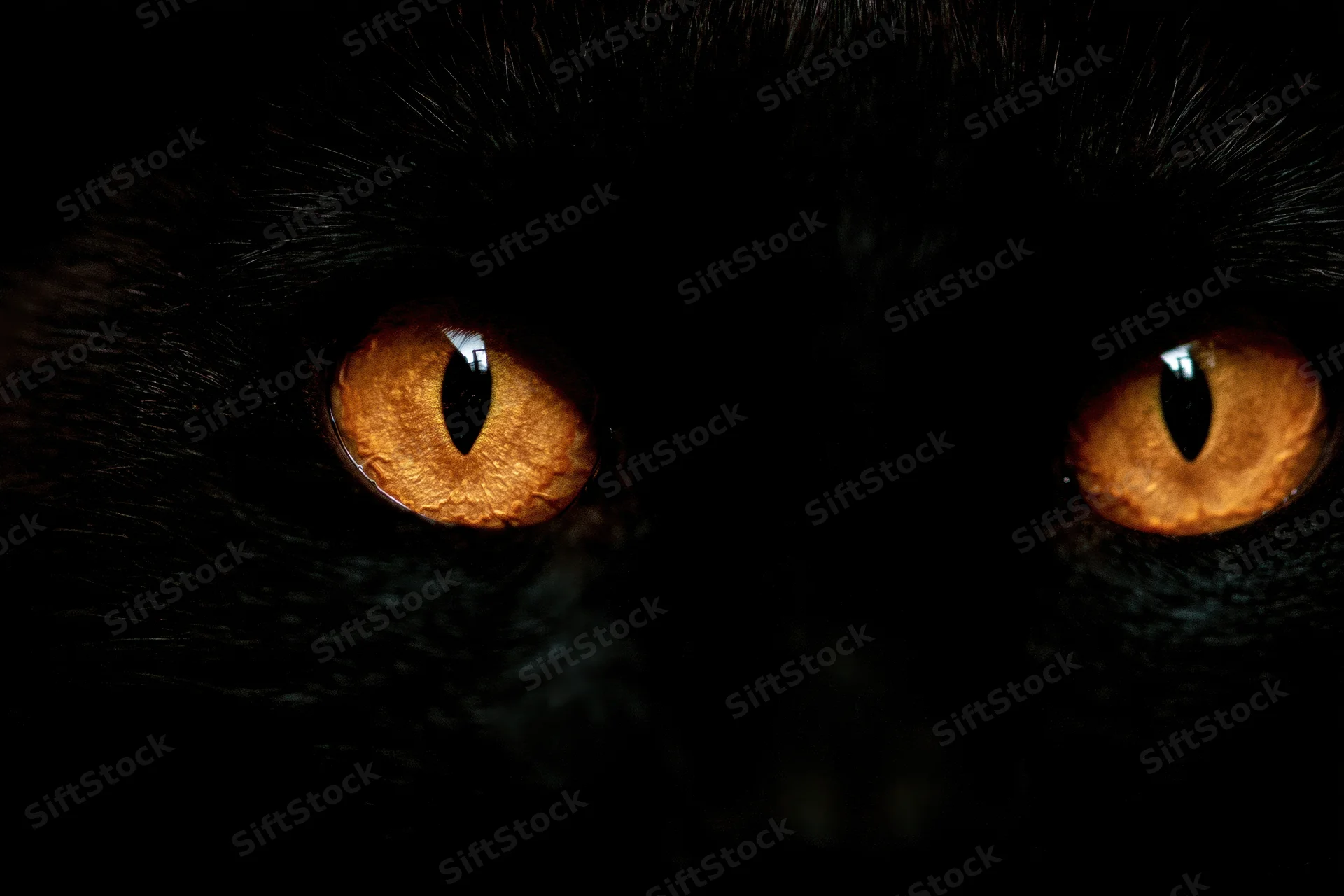 Close-up of glowing amber cat eyes in near-total darkness