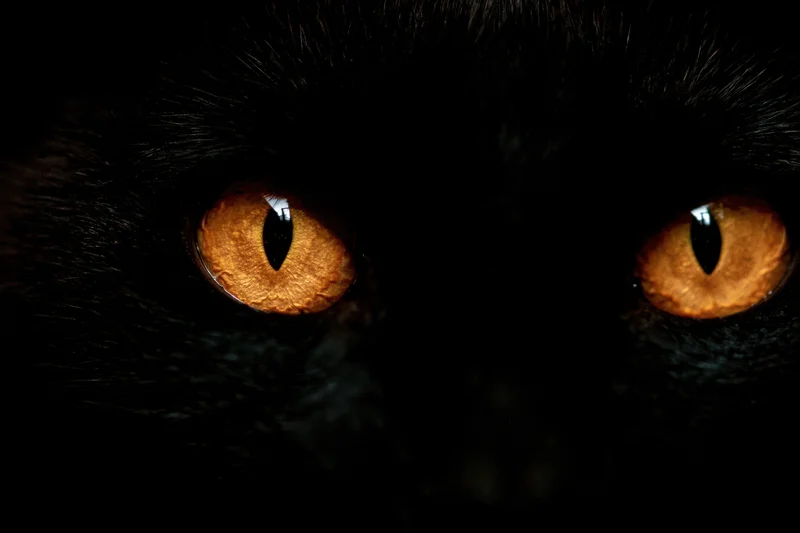 Close-up of glowing amber cat eyes in near-total darkness