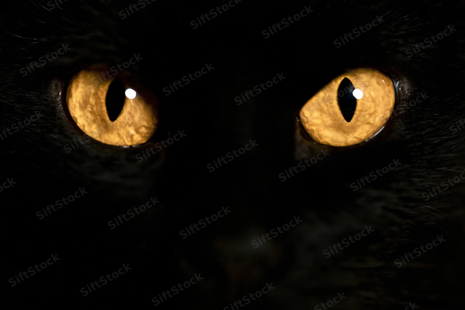Close-up of glowing amber cat eyes in near-total darkness