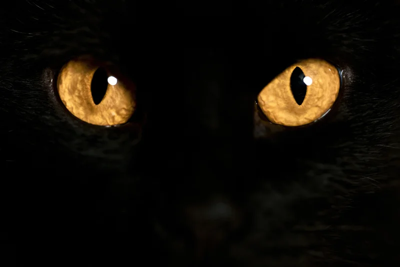Close-up of glowing amber cat eyes in near-total darkness