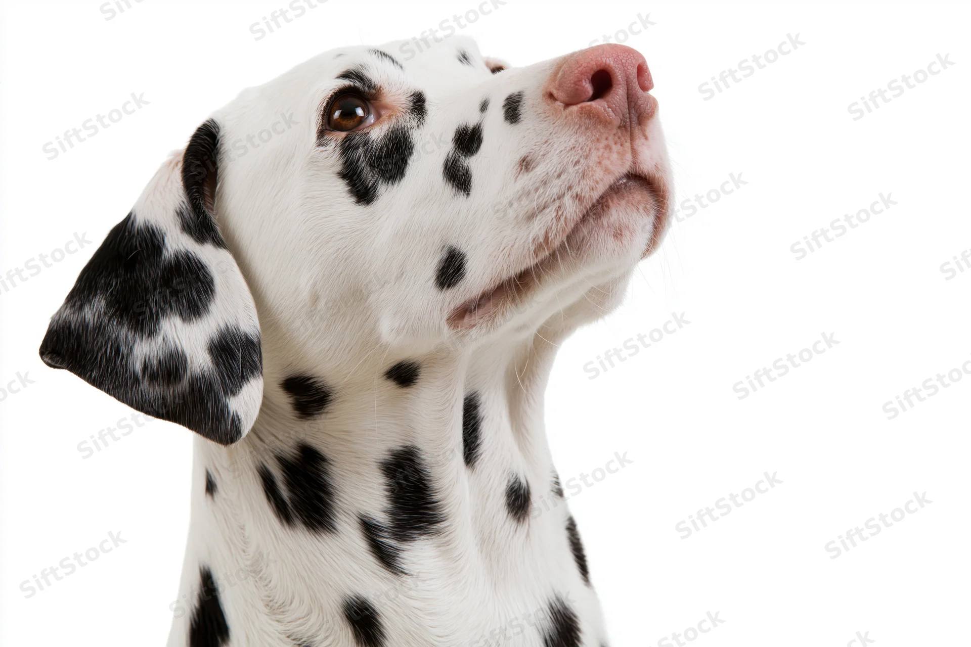 Dalmatian dog looking upward attentively with head and neck visible against white background