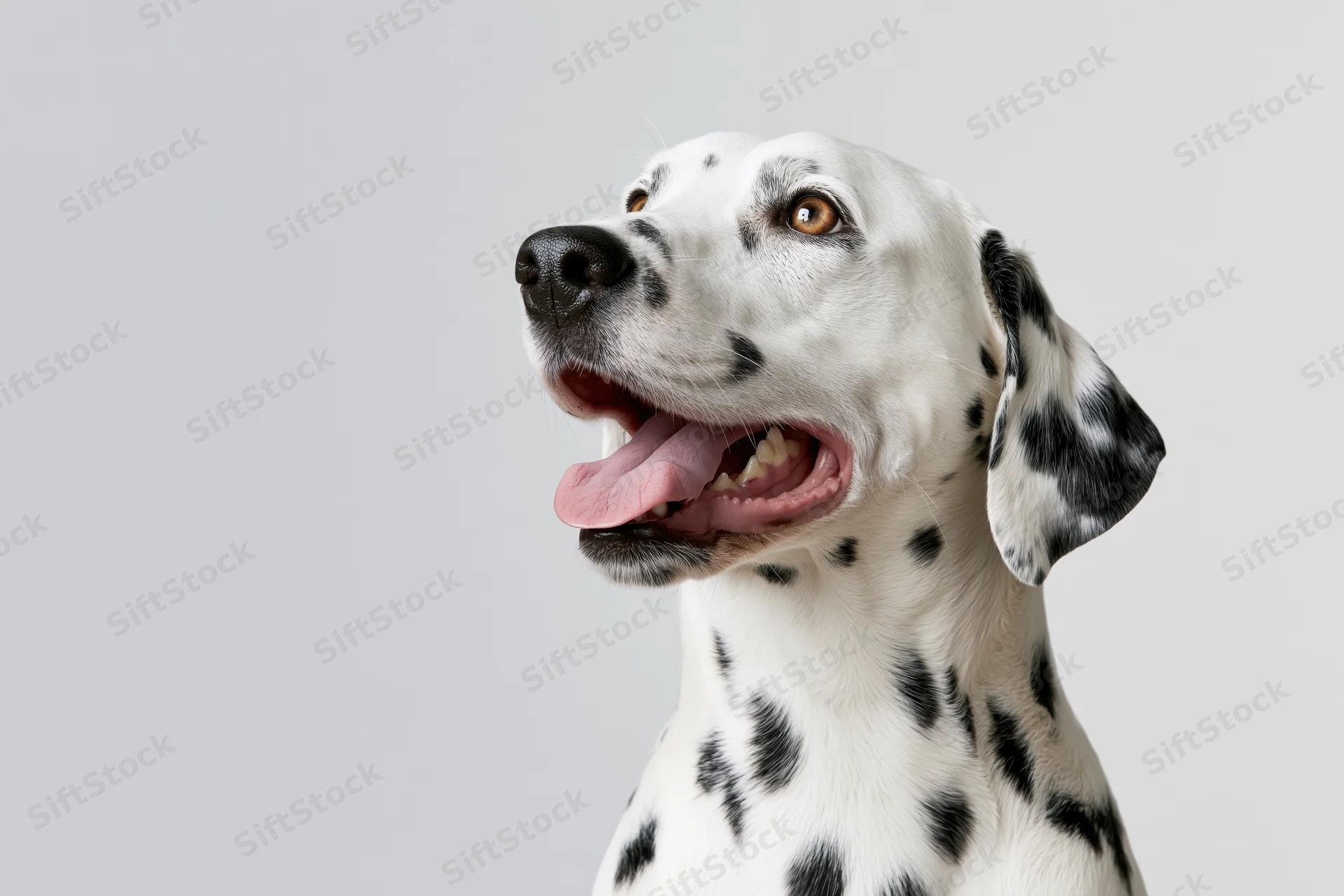 Dalmatian dog with open mouth and tongue out looking up in studio portrait