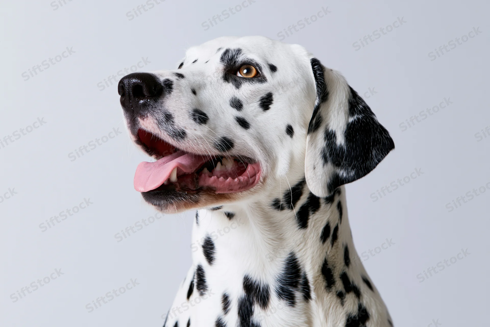 Dalmatian dog with open mouth and tongue out in studio portrait