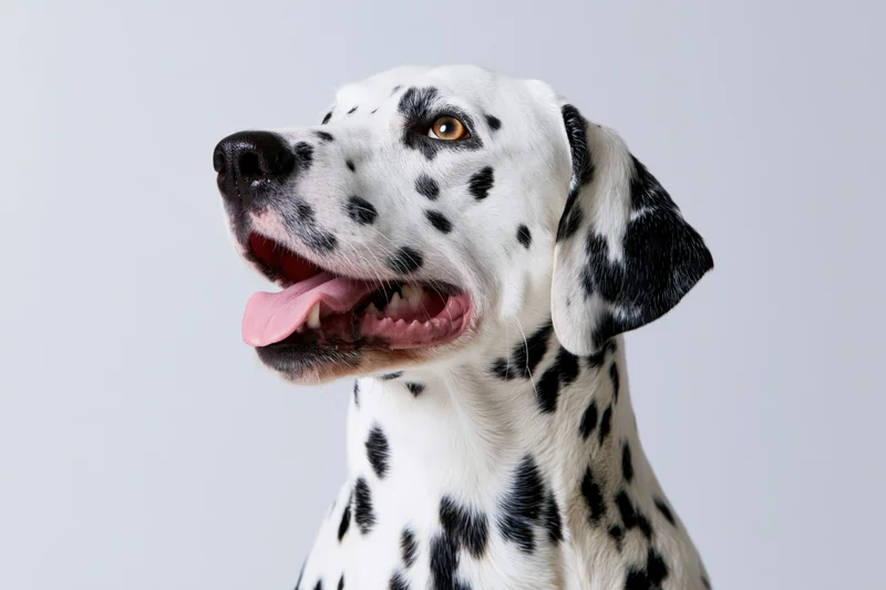 Dalmatian dog with open mouth and tongue out in studio portrait