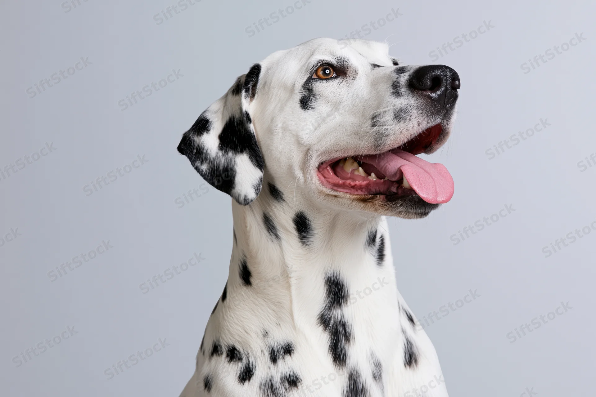 Dalmatian dog with open mouth and tongue out in studio portrait