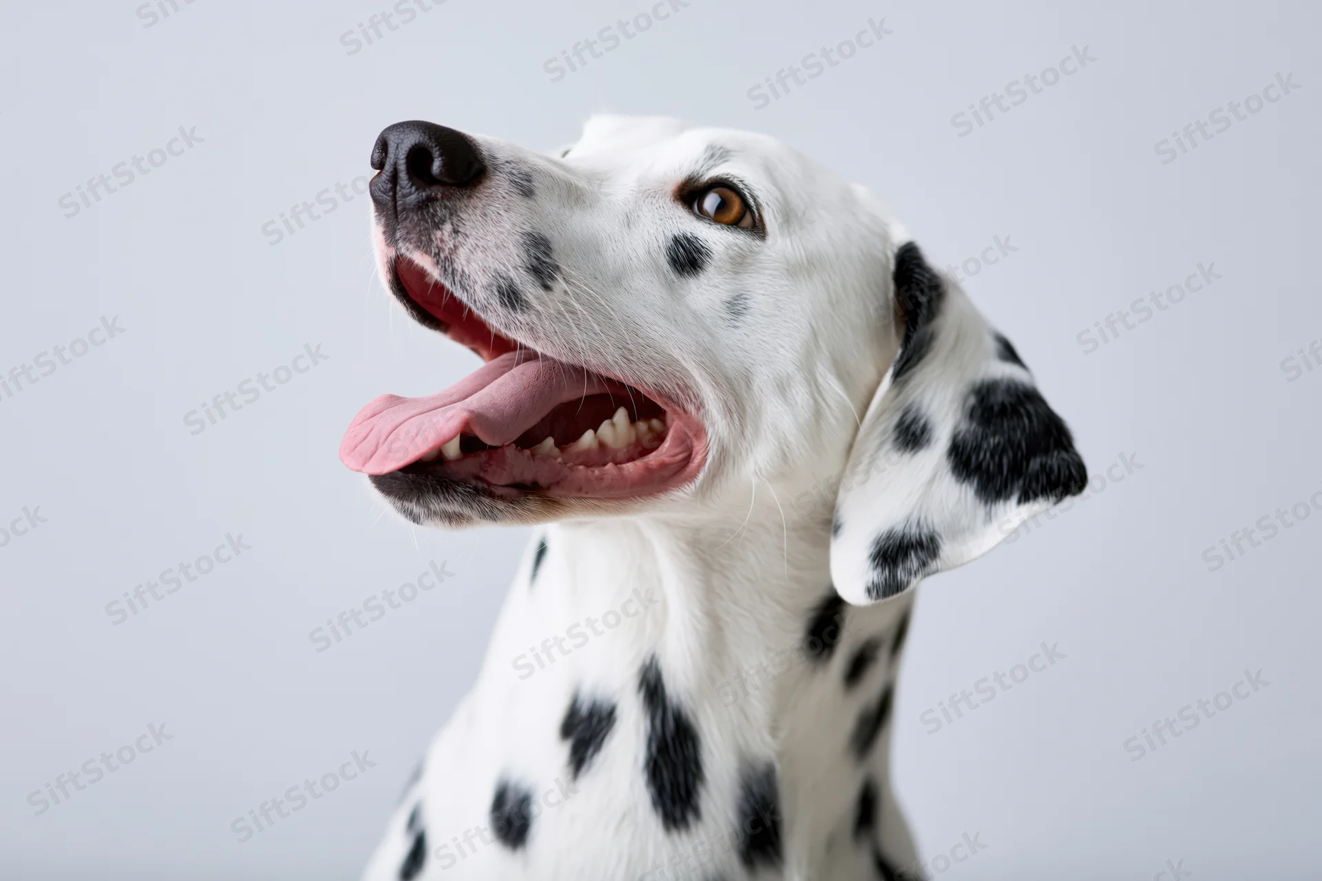 Dalmatian dog with open mouth and tongue out in studio portrait