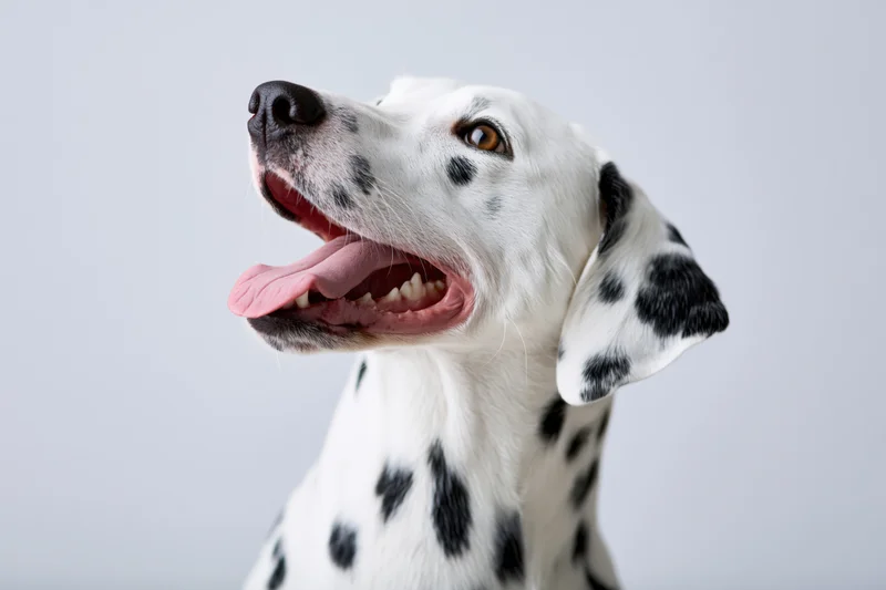 Dalmatian dog with open mouth and tongue out in studio portrait