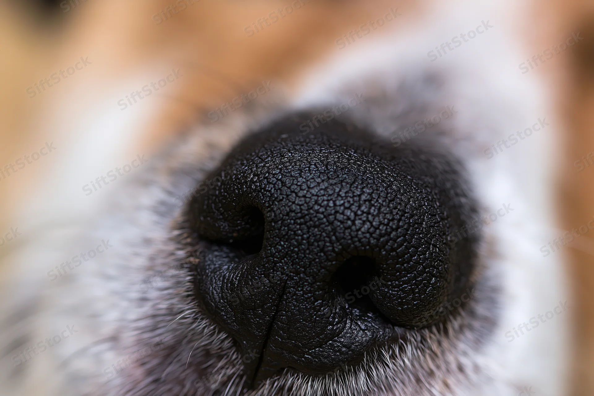 Extreme close-up of a dog's black moist nose surrounded by white and gray fur
