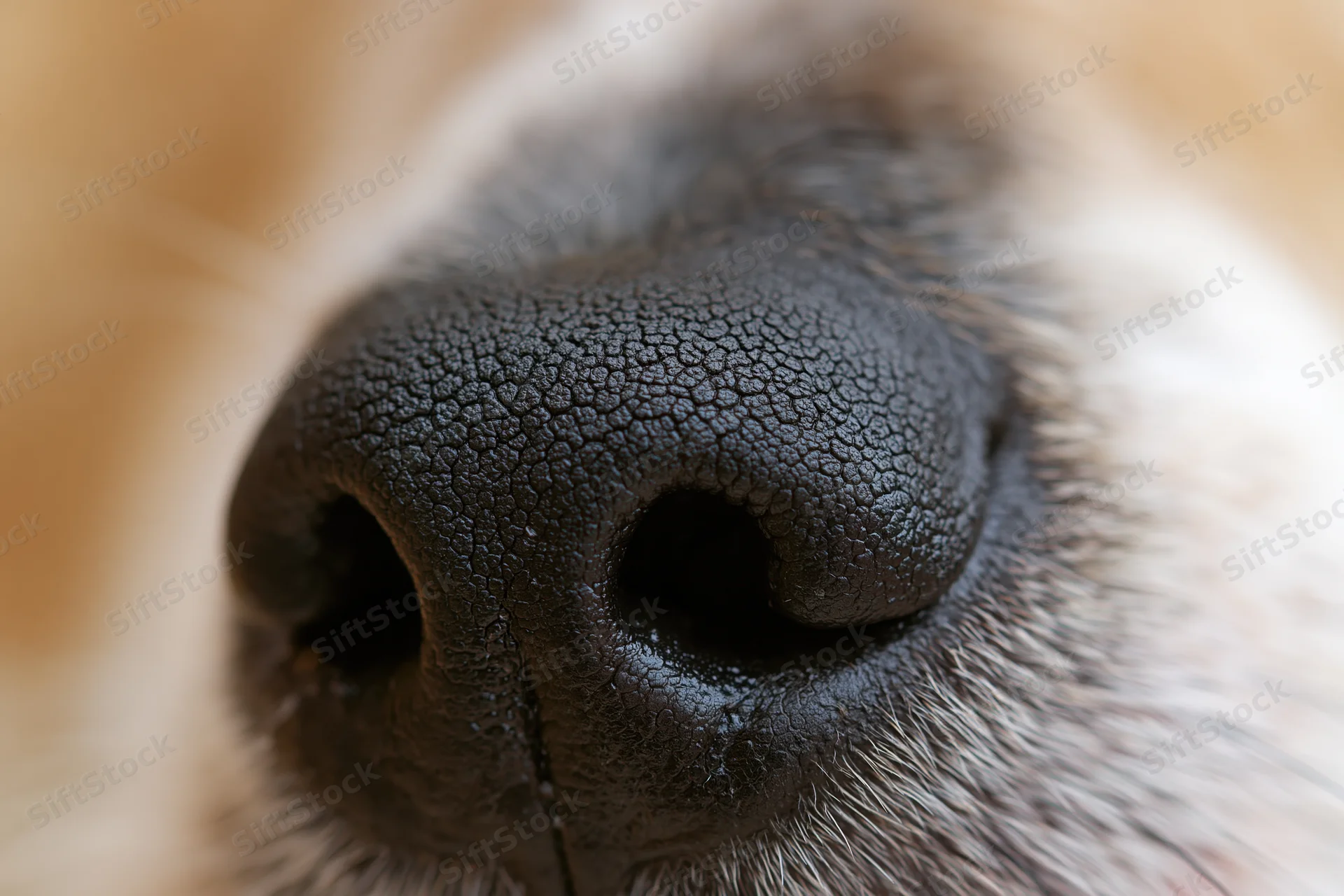 Extreme close-up of a dog's black moist nose with visible texture and fur around it
