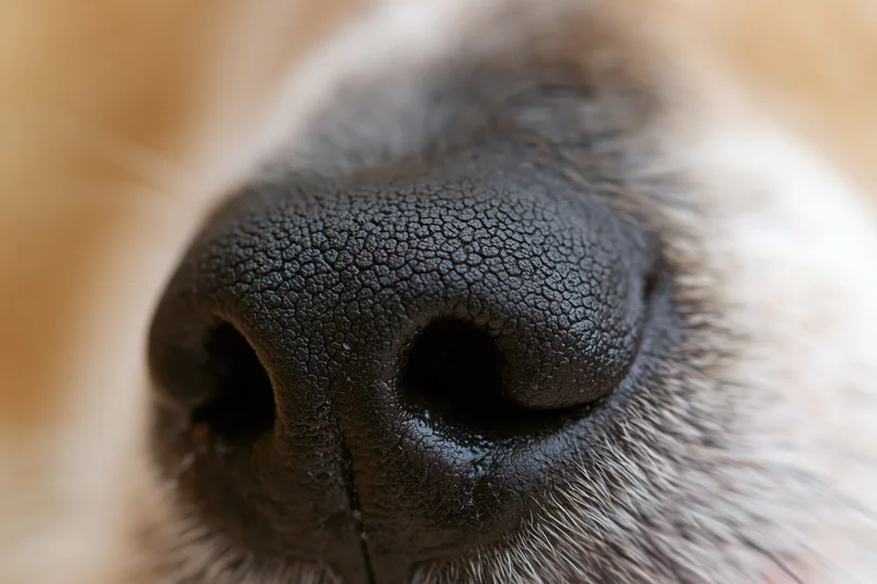 Extreme close-up of a dog's black moist nose with visible texture and fur around it