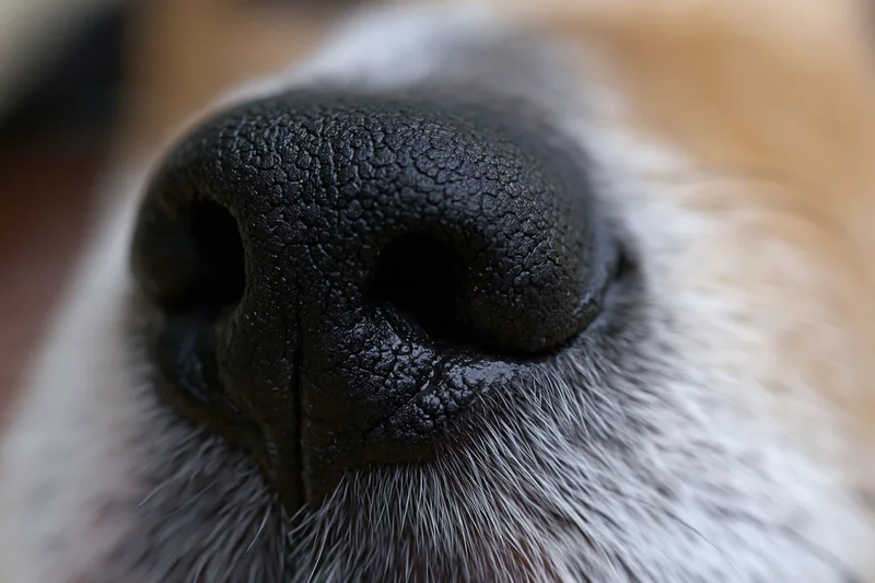 Extreme close-up of a dog's black moist nose surrounded by white fur