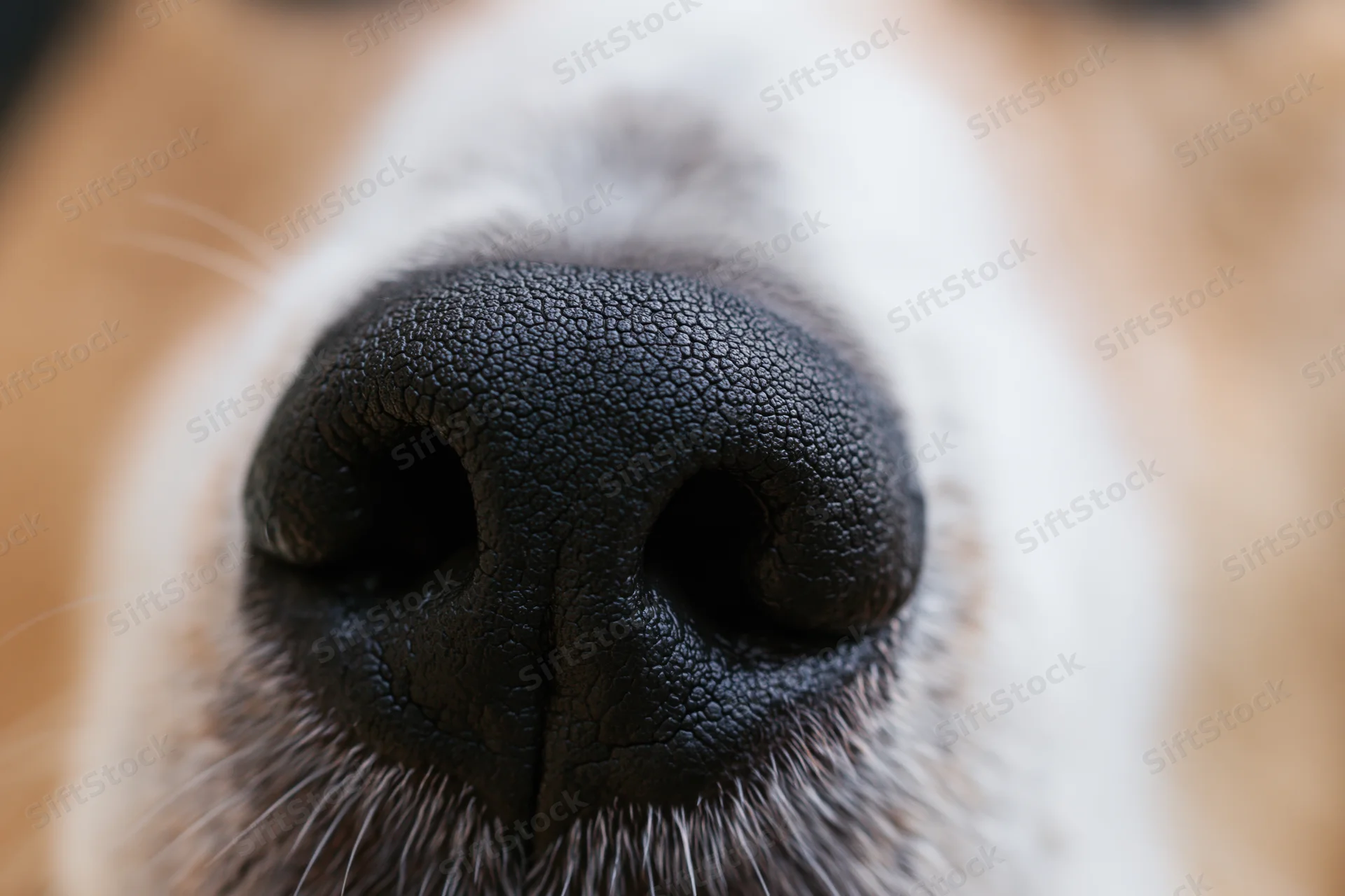 Extreme close-up of a dog's black moist nose with white fur and whiskers