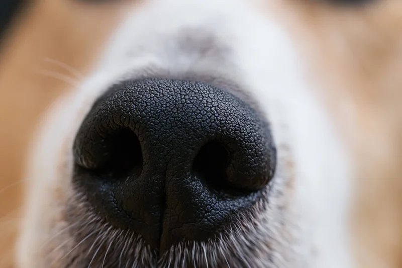Extreme close-up of a dog's black moist nose with white fur and whiskers