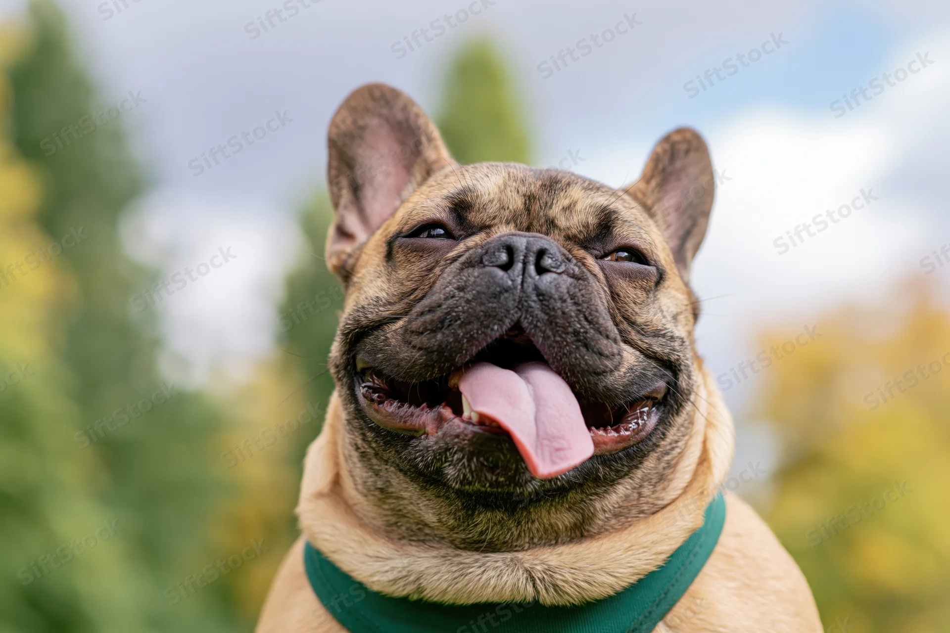 Fawn french bulldog with mouth open and tongue out in outdoor setting