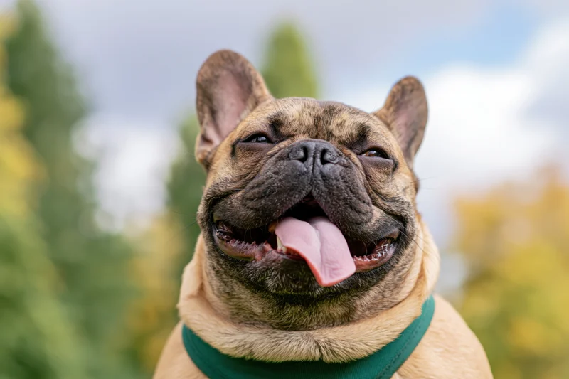 Fawn french bulldog with mouth open and tongue out in outdoor setting