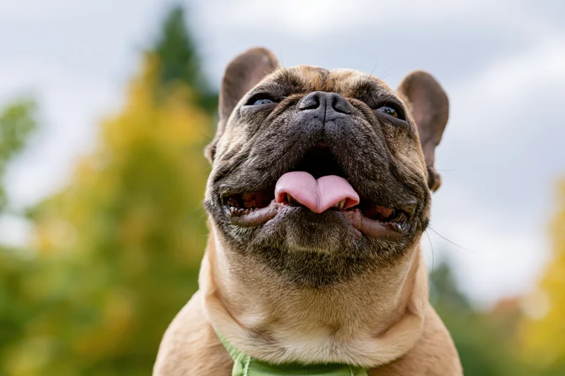 Fawn french bulldog with mouth open and tongue out in a park setting