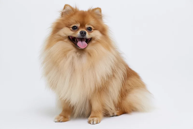 Fluffy orange pomeranian dog sitting upright facing camera in studio portrait