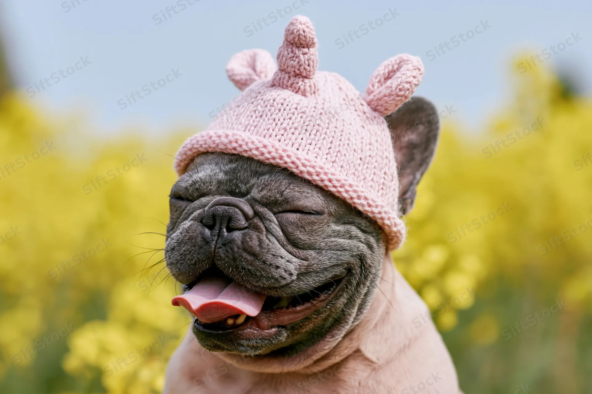 Frenchbulldog wearing pink knit unicorn hat in a field of yellow flowers