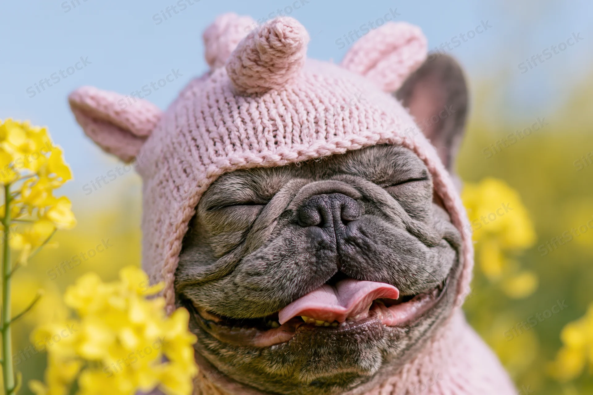 Frenchbulldog wearing pink knit unicorn hat in a field of yellow flowers