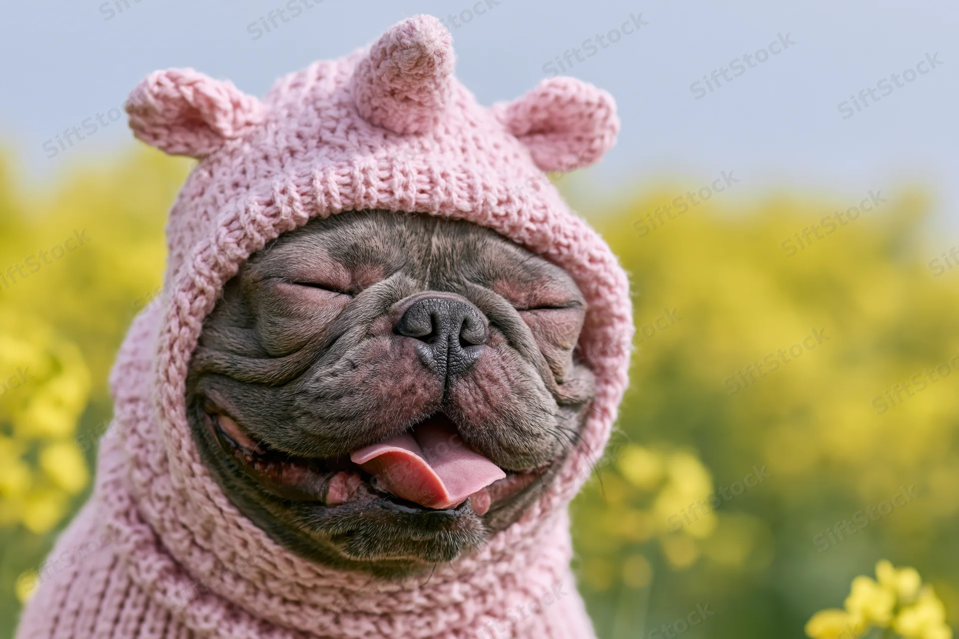 Frenchbulldog wearing pink knit unicorn hat smiling in a field of yellow flowers