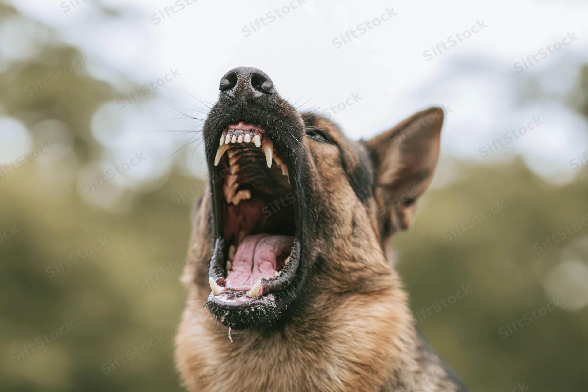 German shepherd dog barking aggressively with mouth wide open outdoors