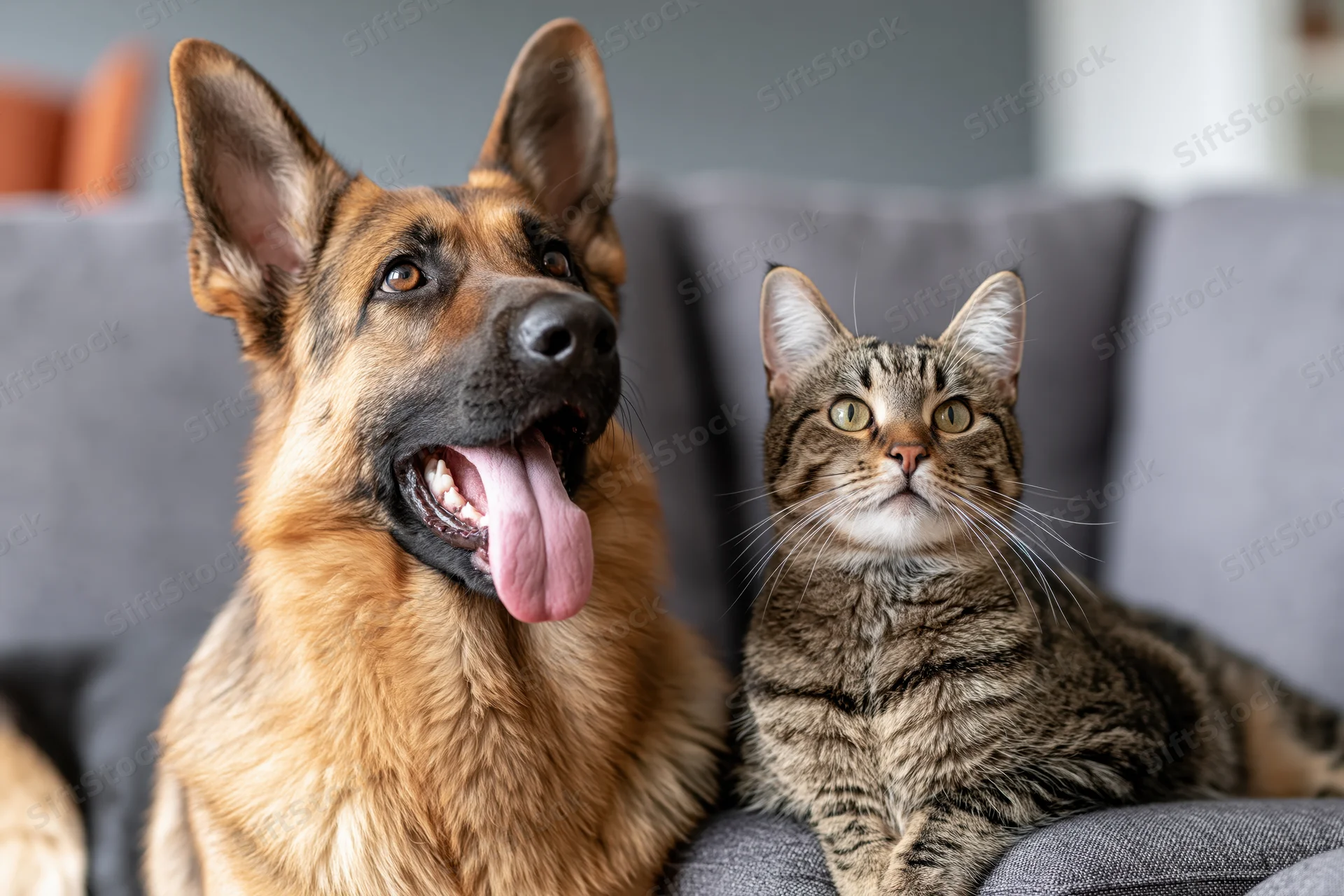 German shepherd with open mouth and tongue out sitting beside a tabby cat on a gray sofa