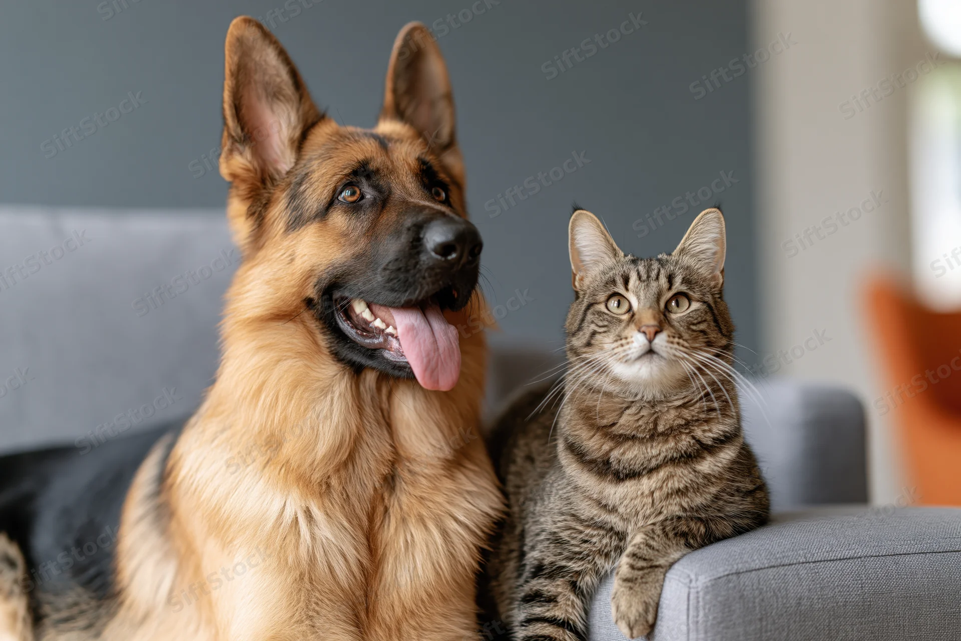 German shepherd and tabby cat sitting together on a gray couch indoors