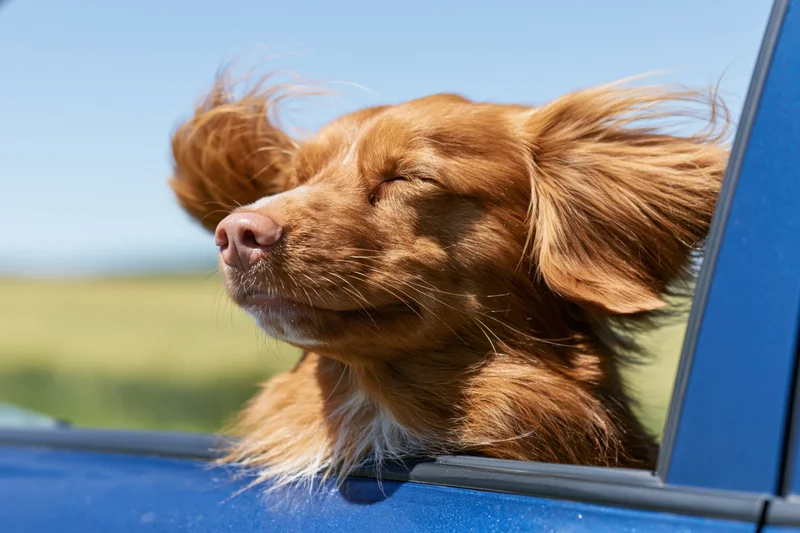 Golden-red nova scotia duck tolling retriever with eyes closed sticking head out of car window on sunny day