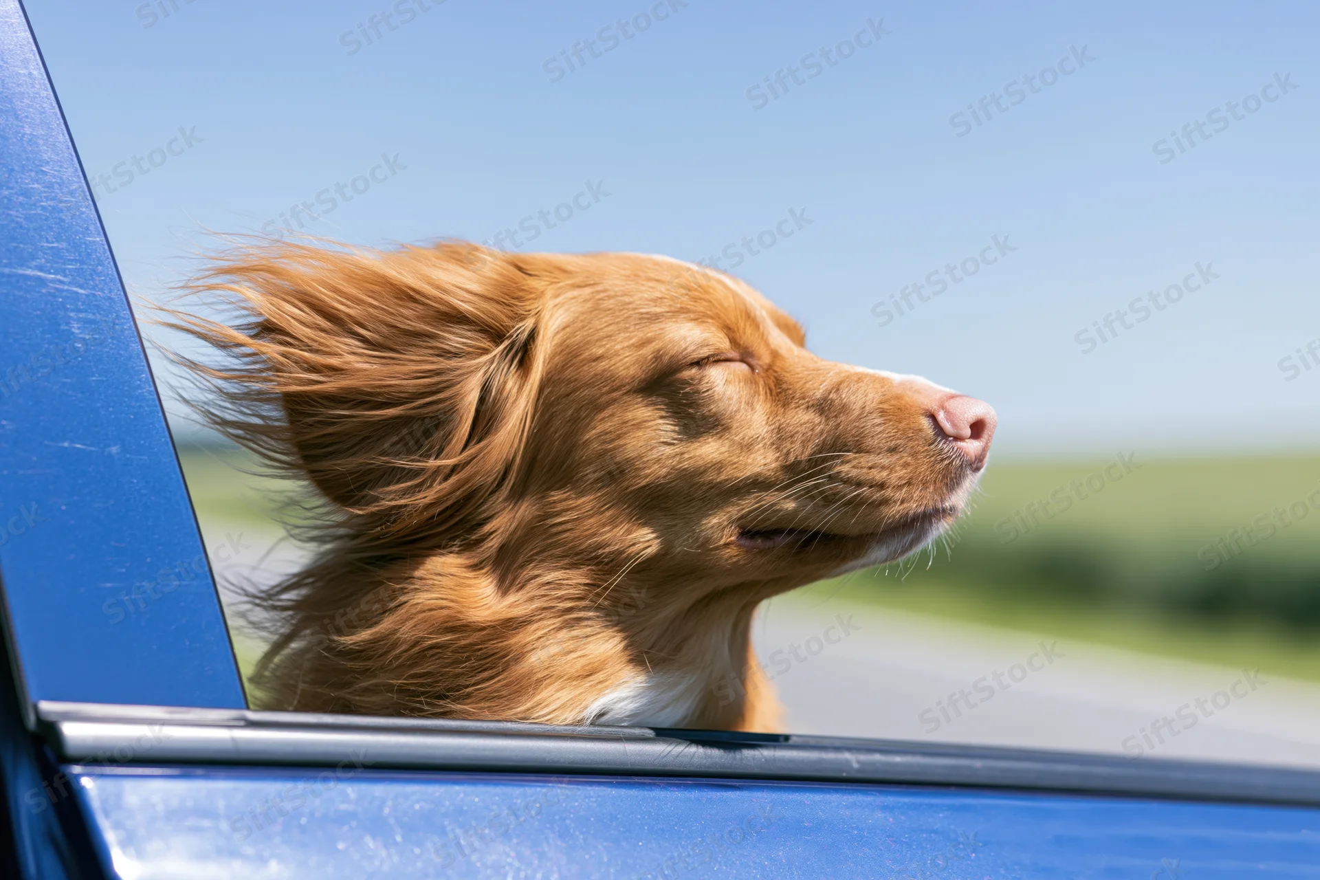 Golden-red nova scotia duck tolling retriever with eyes closed sticking head out of car window during drive