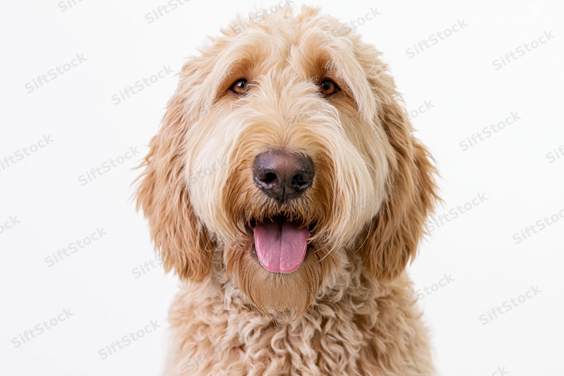 Golden labradoodle dog with tongue out facing camera in studio portrait