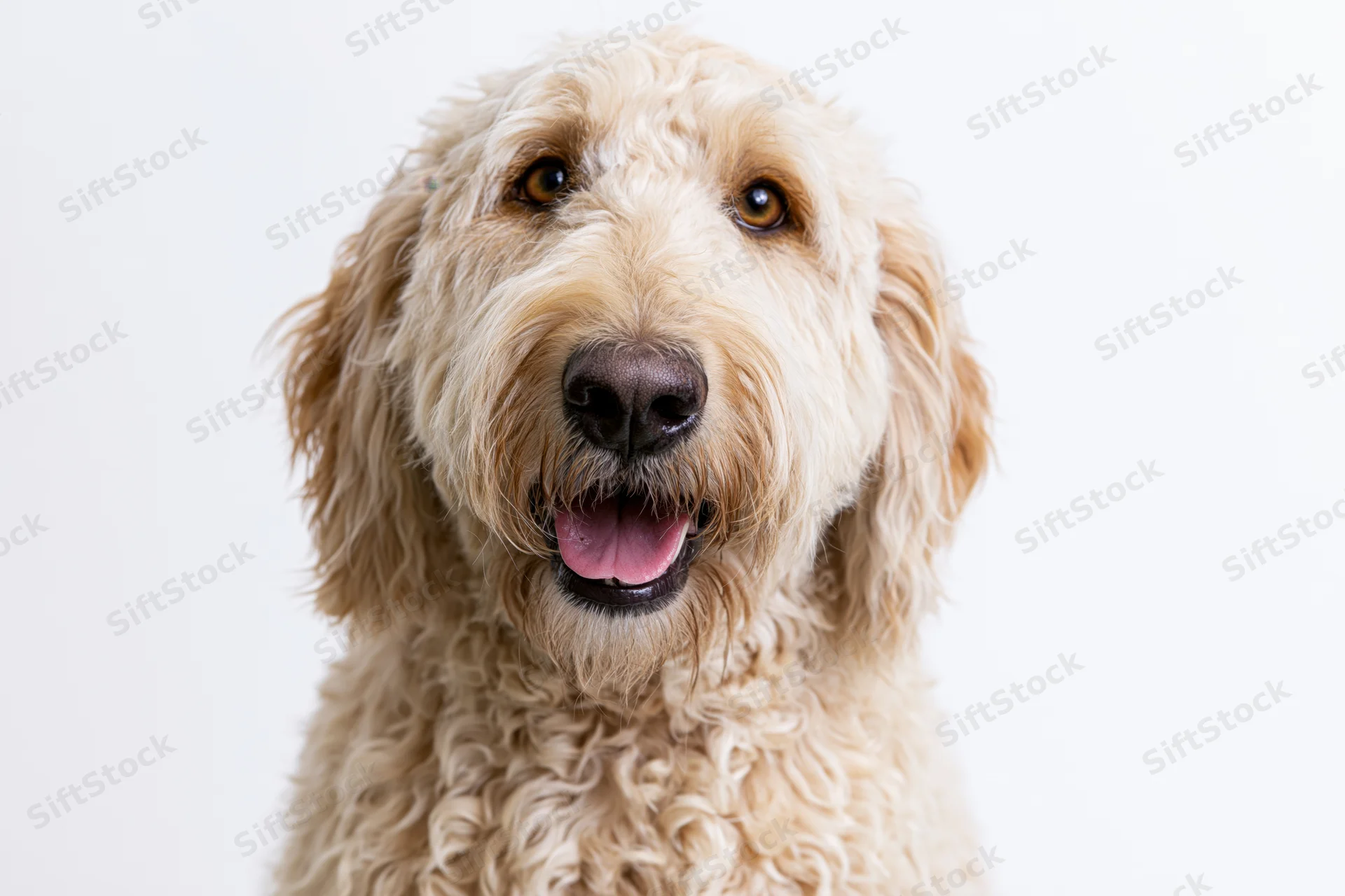 Golden labradoodle dog with open mouth and tongue out facing camera in studio portrait