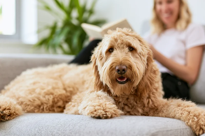 Golden labradoodle lying relaxed on light grey couch with woman reading in background