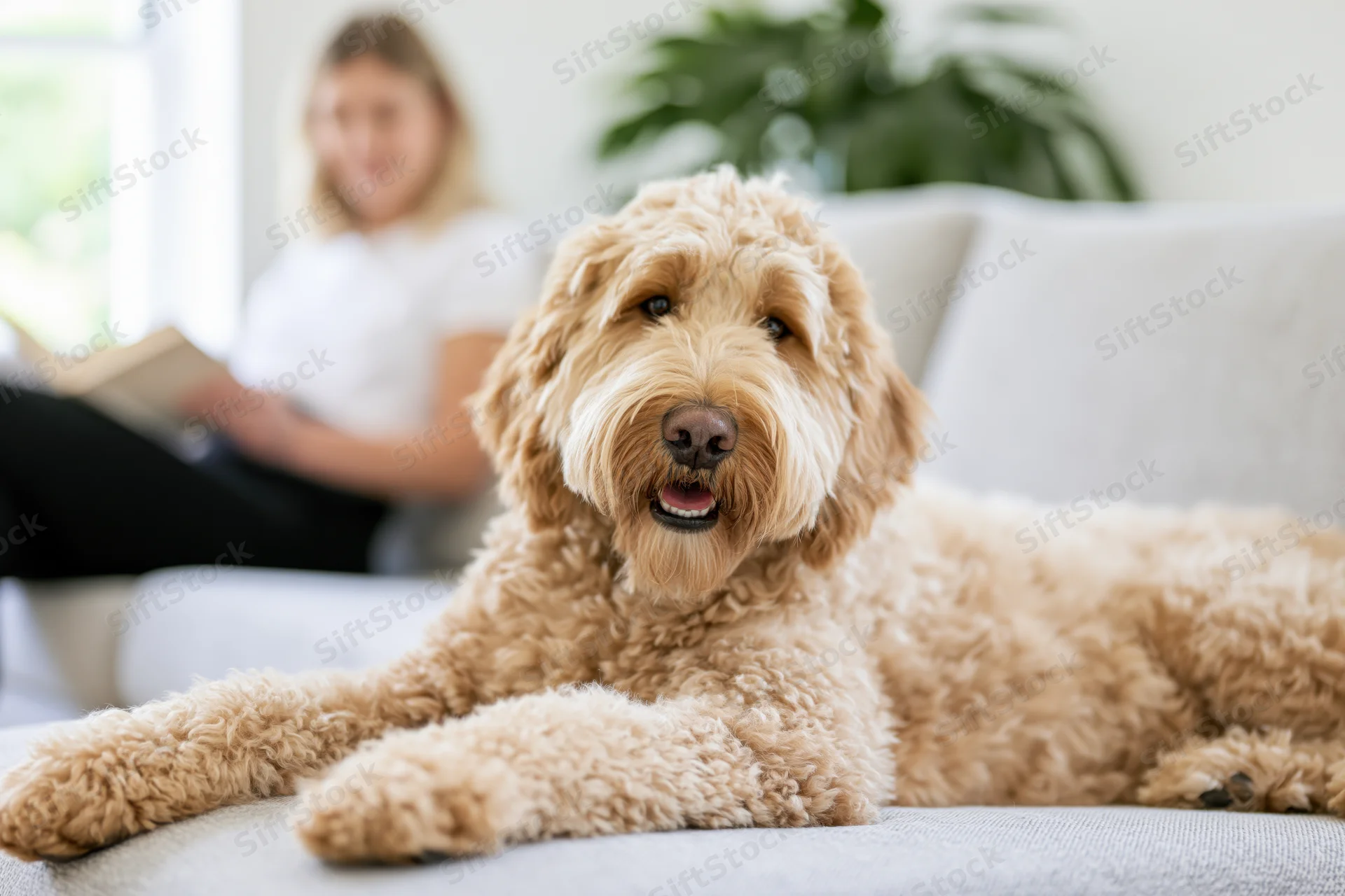 Golden labradoodle lying relaxed on light grey couch with woman reading in background