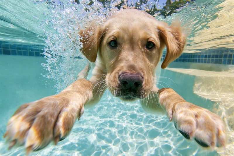 Golden labrador puppy diving underwater in a backyard pool with paws extended toward camera