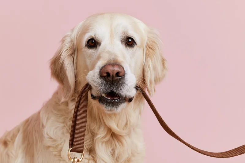 Golden retriever holding a brown nylon leash in its mouth against a pink background