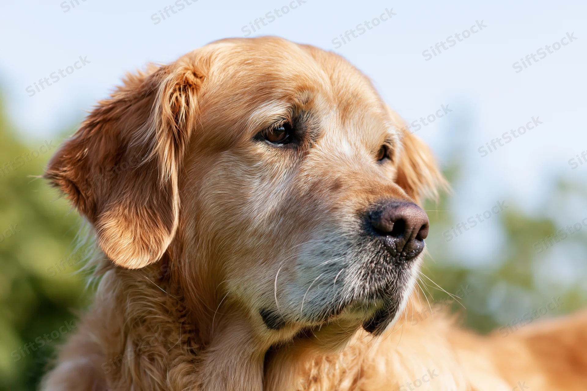 Golden retriever dog in close-up side profile outdoors with blurred green background