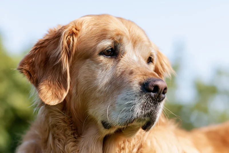Golden retriever dog in close-up side profile outdoors with blurred green background