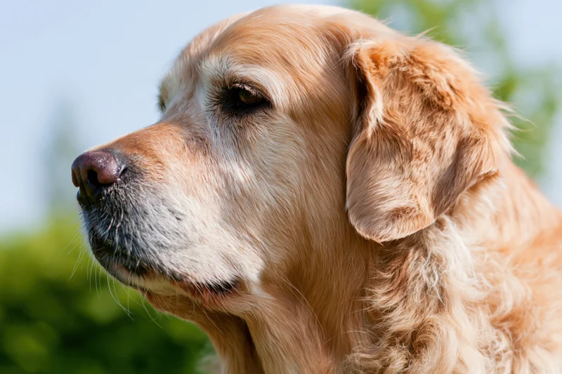 Golden retriever dog in profile view outdoors with green foliage in background