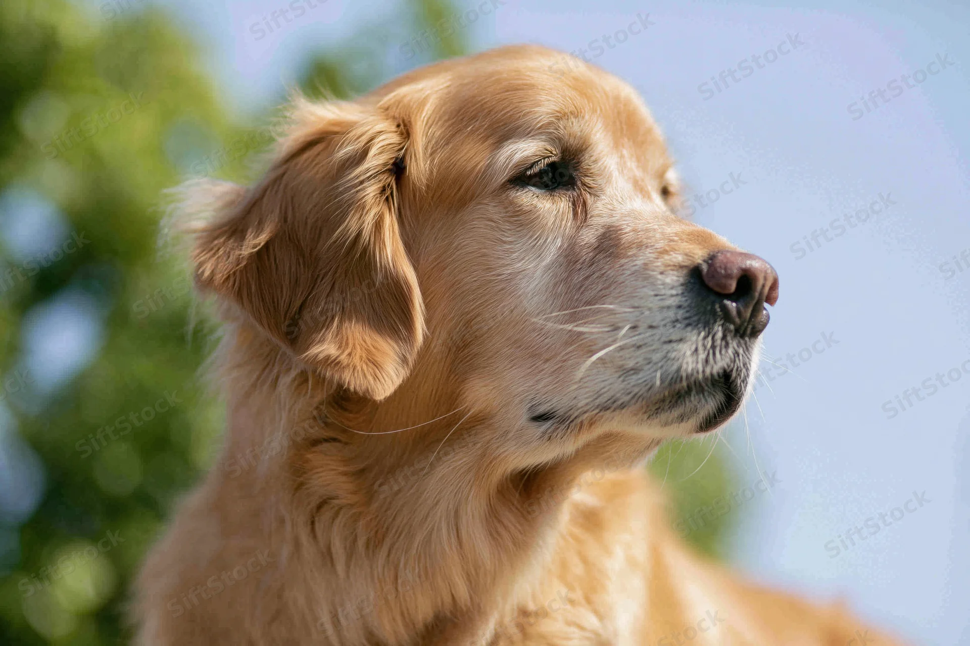 Golden retriever dog in profile looking off to the side outdoors