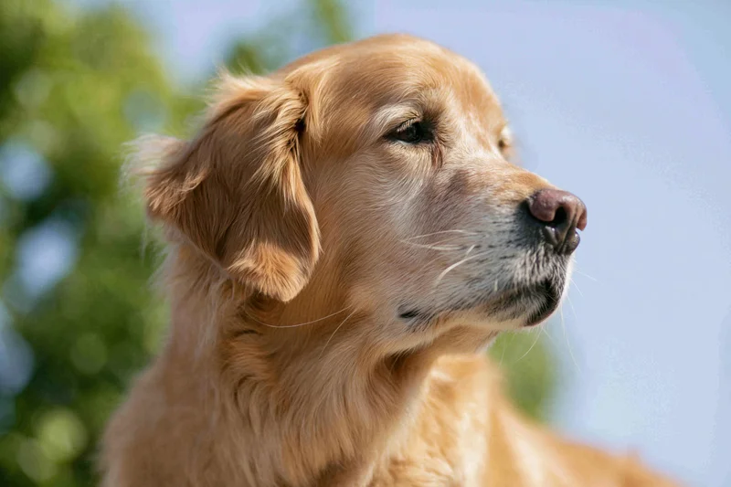 Golden retriever dog in profile looking off to the side outdoors