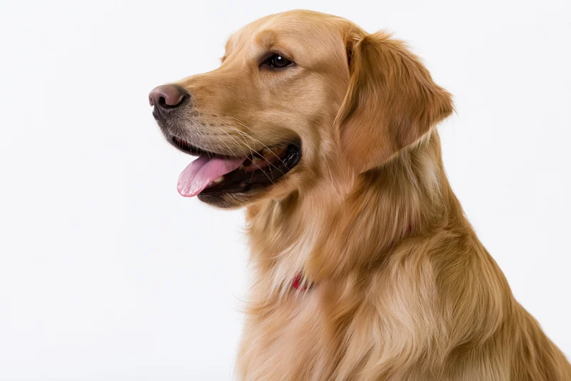 Golden retriever dog in profile with mouth open and tongue out against white background