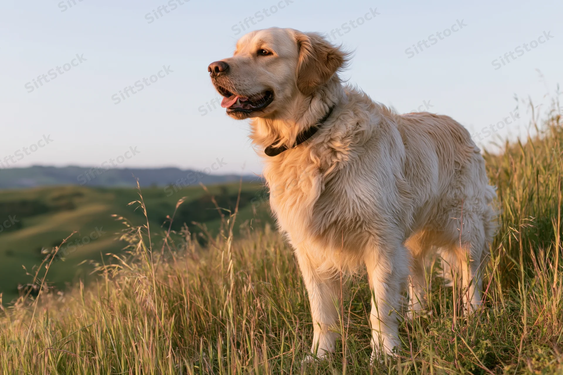 Golden retriever standing alert in tall grass on a rolling hillside at golden hour