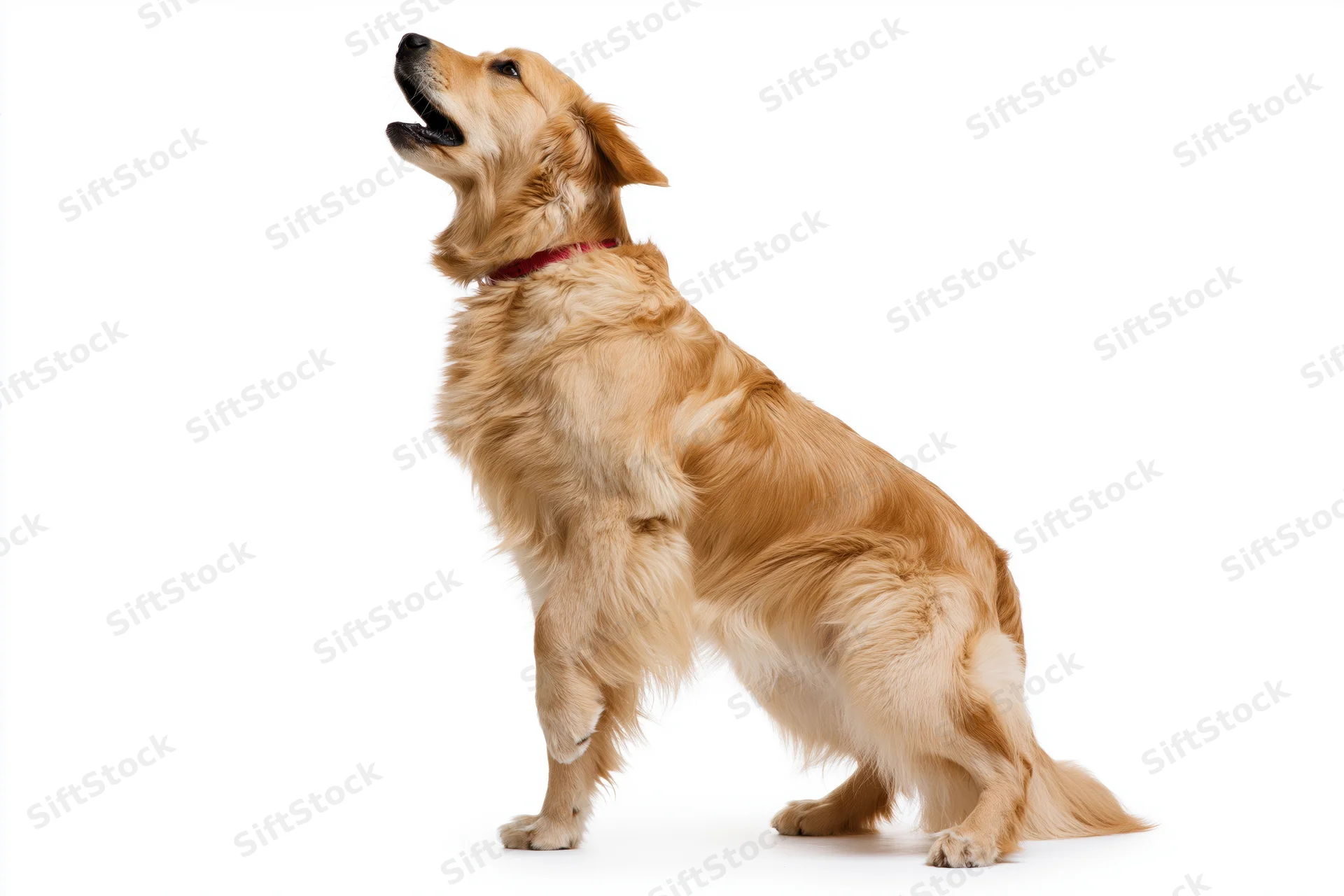 Golden retriever standing on hind legs with mouth open and head up against white background