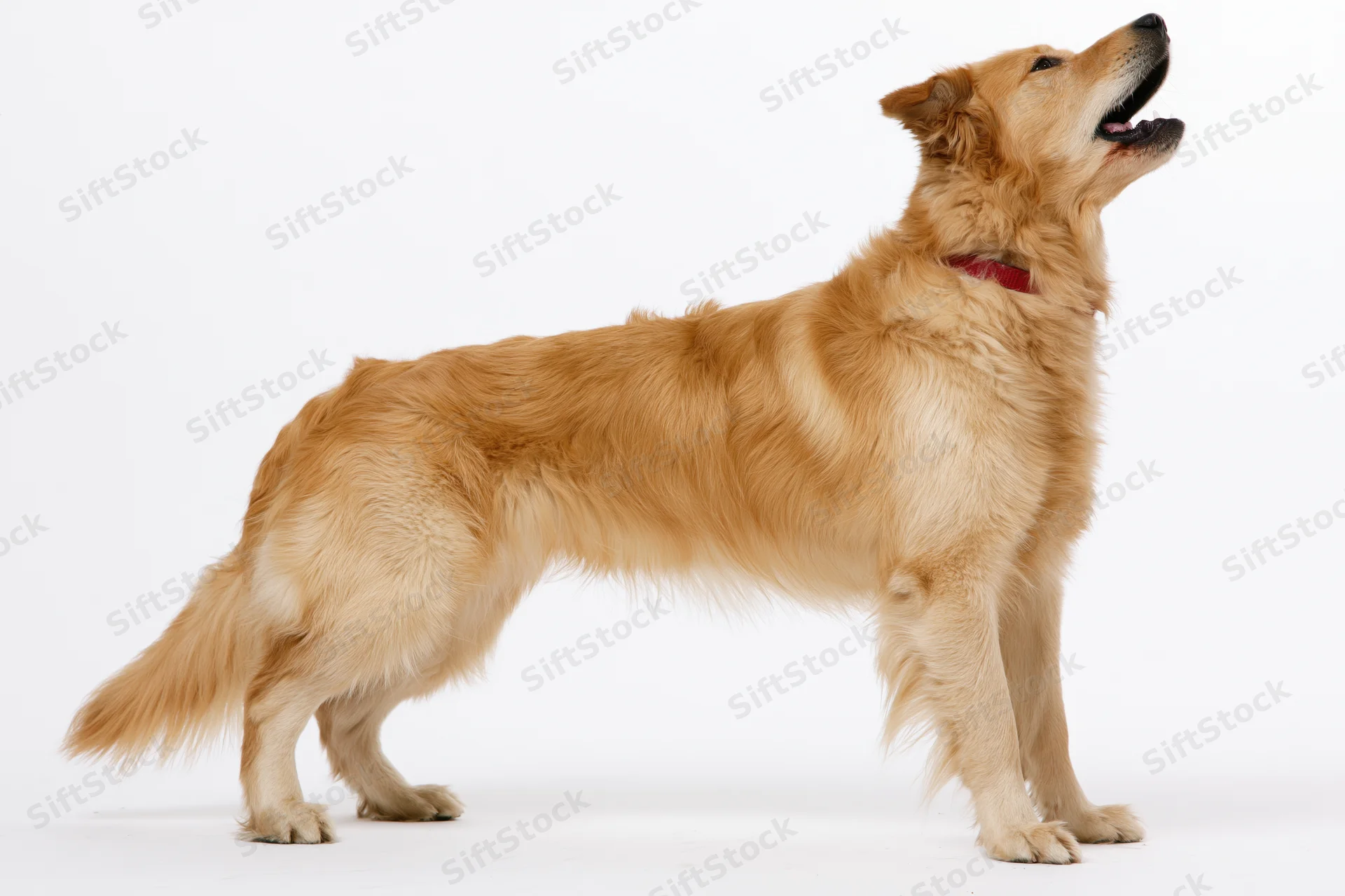 Golden retriever standing in profile with mouth open and head tilted upward against white background