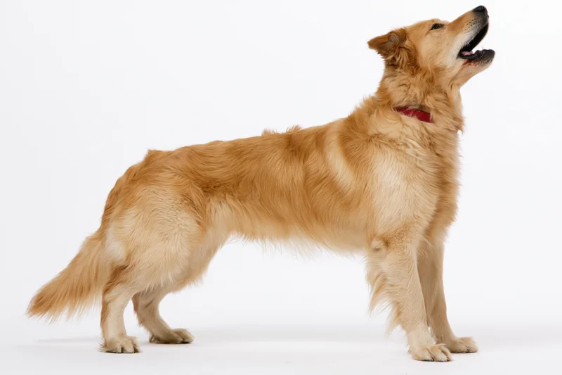 Golden retriever standing in profile with mouth open and head tilted upward against white background
