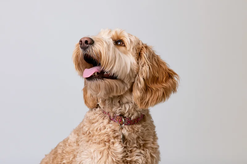 Golden cockapoo dog with open mouth and tongue out in studio portrait