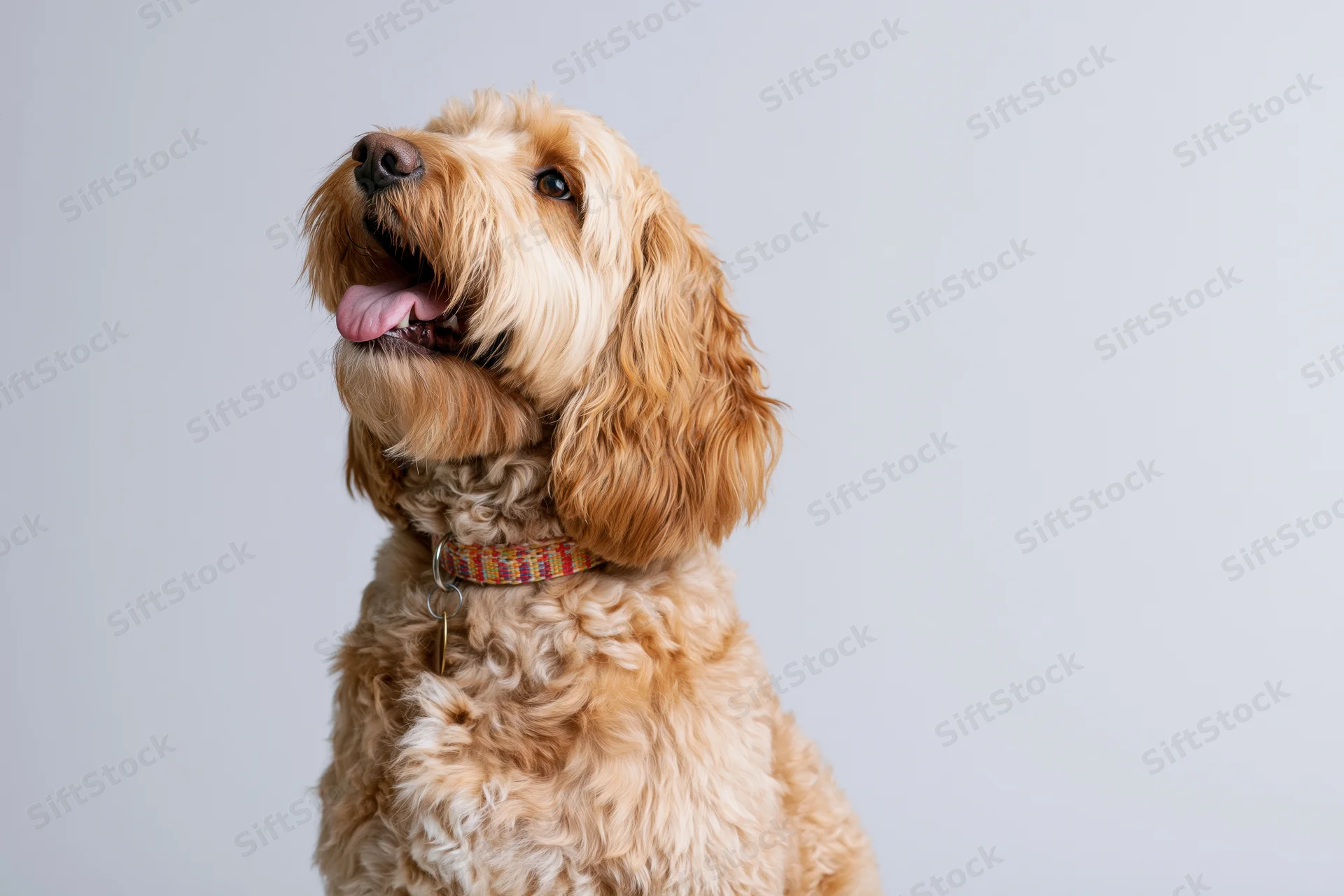 Golden cockapoo dog sitting upright with mouth open and tongue out against white background